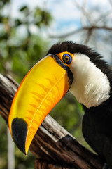 Retrato de tucano iluminado pelo pôr-do-sol com penas arrepiadas. Aves brasileiras preservadas.