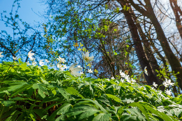 Frühlingsblumen im Wald