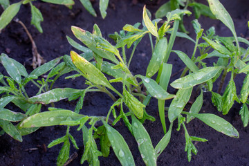 Densely seeded tomato seedlings, damaged seedlings from poor care and sunburn.