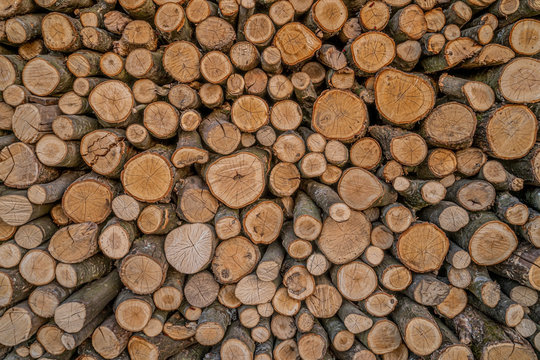 round firewood texture background. Pile of wood logs. Forest logging site. felled tree trunks. wood for barbecue. fireplace or boiler. 