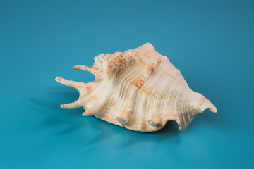Seashell on a blue background