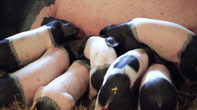 Junge Schweine oder Ferkel trinken Milch an der Muttersau
