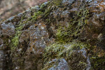 stone covered with moss