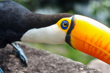 Retrato próximo e detalhado de um tucano.