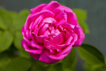 close up view of a beautiful pink rose