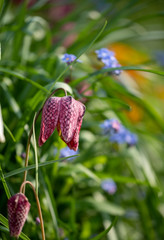 Snake's head fritillary flowers growing wild in the grass, photographed at Eastcote House Gardens, London Borough of Hillingdon, UK in spring.
