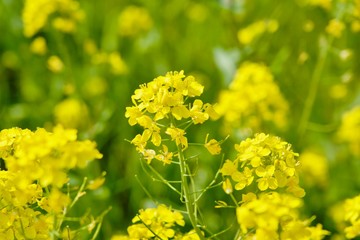 Obraz premium 菜の花畑 アップ