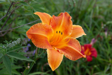daylily orange