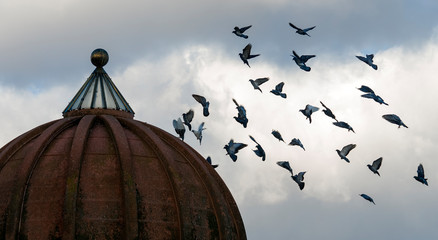 Tauben landen auf Kuppel