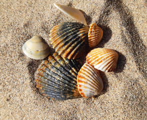 seashells on the sand