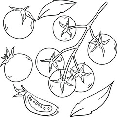 Contour vector illustration with tomatoes, part and leaves on white background. Good for printing. Coloring book ideas. Postcard and logo elements. Isolated set.