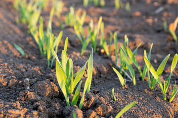 Rows of young barley in soil on field. Growing of cereals.