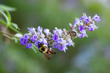 chaste tree bumblebee