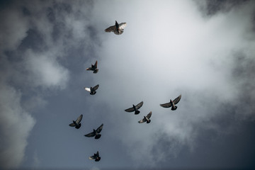 pigeons flying in the sky