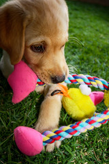 Filhote de labrador brincando no quintal. Cachorrinho mordendo brinquedo de pelúcia em cima da...