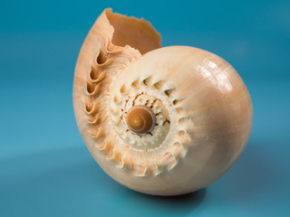 Seashell on a blue background