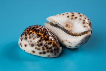Seashell on a blue background