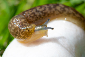 snail on a leaf