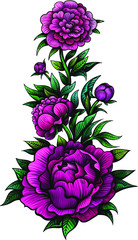 Vector Pink Peony Flower Illustration
