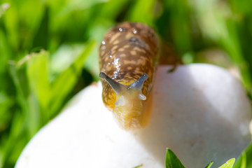 snail on leaf