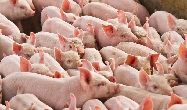 Agro industria suino porco