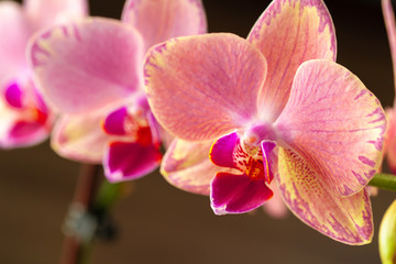 Pink and yellow pastel orchid close up on blurred background