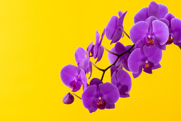 Purple orchid flowers on bright yellow background close up
