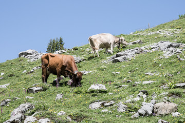 Swiss Cows on alp meadow