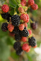 Blackberries growing in a home garden