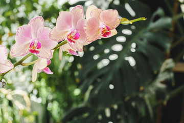 Obraz premium Orchid flower blossoms close up on blurred background. Botanical garden