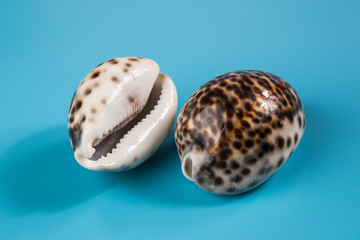 Seashell on a blue background