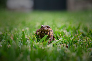Macro of frog in a garden's grass.