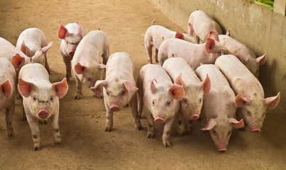 Agro industria sumiu © Art by Pixel