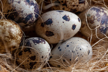 Fresh organic quail eggs in wicker basket. Diet product. Organic food. Homemade quail eggs close up view. Easter. Protein and Healthy diet.