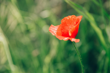 poppy flower on green blurred background