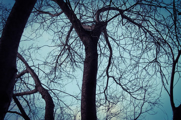 Trees without their leaves.