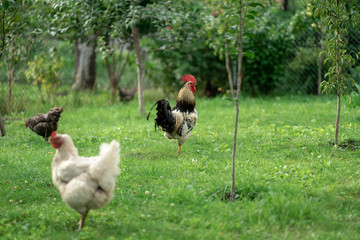 A rooster and a hen 