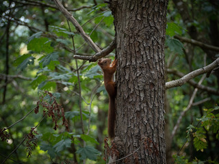 squirrel on tree