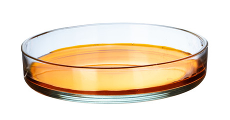 Petri dish with bacteria colonies isolated on white, close up