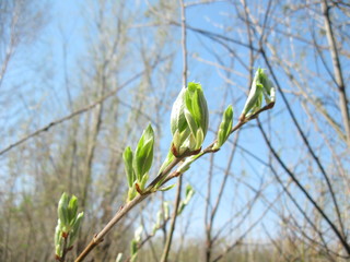Bright spring landscape, spring buds on trees, blooming and young leaves