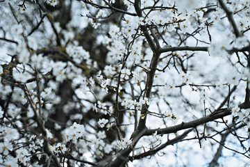 Tree branches with flowers with cherry branches . Spring time 