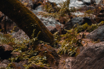 Waterfall in dark forest
