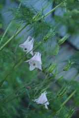 white butterfly in the forest