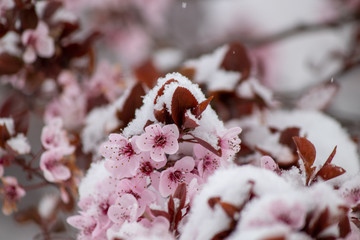 First spring blossom covered with snow