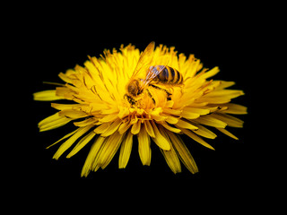 bee on dandelion, black background