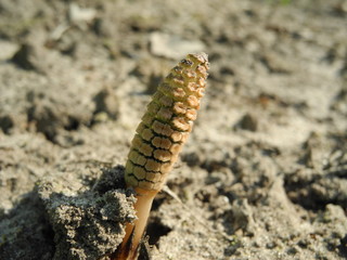 Equisetum strobilus closeup. Horsetail sprouts soil in the first sunny days of spring.