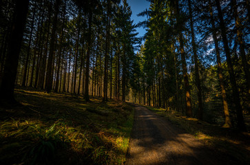 Obraz premium Deutscher Wald