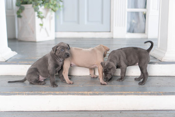 Photoshoot of puppies of breed Thai Ridgeback Dog