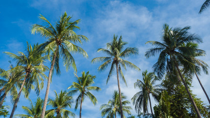 Naklejka na ściany i meble Coconut trees and blue sky