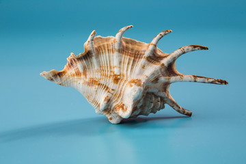 seashell on a blue background